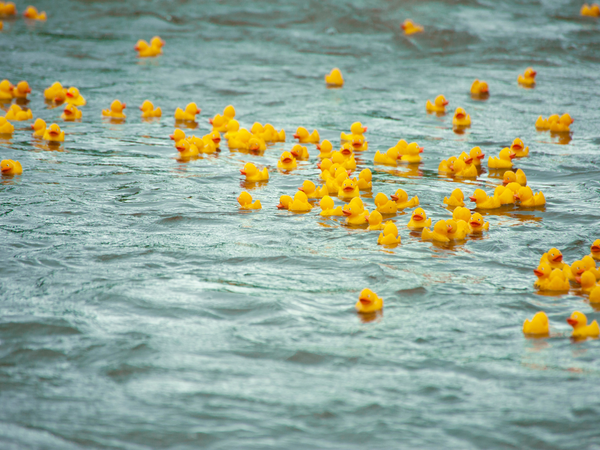 duck race
