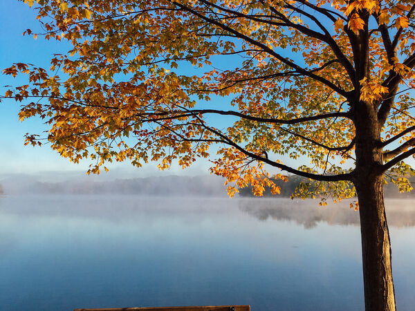 bench under tree autumn