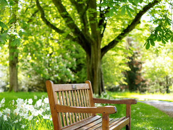 bench under tree