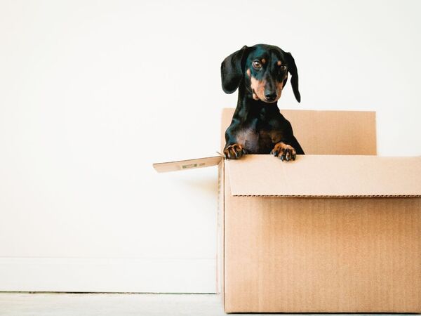 Dog in a box property